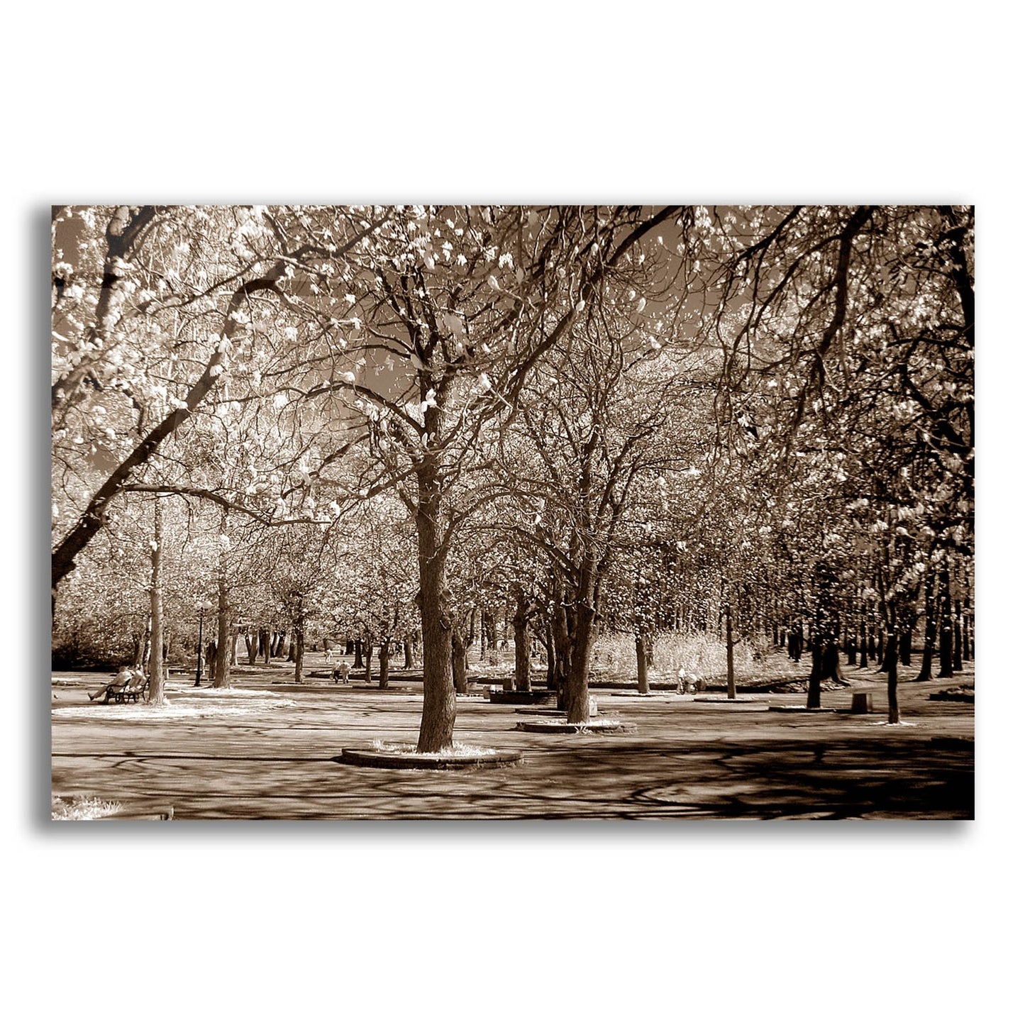 Epic Art 'Cherry Tree Park' by Photoinc Studio, Acrylic Glass Wall Art,24x16