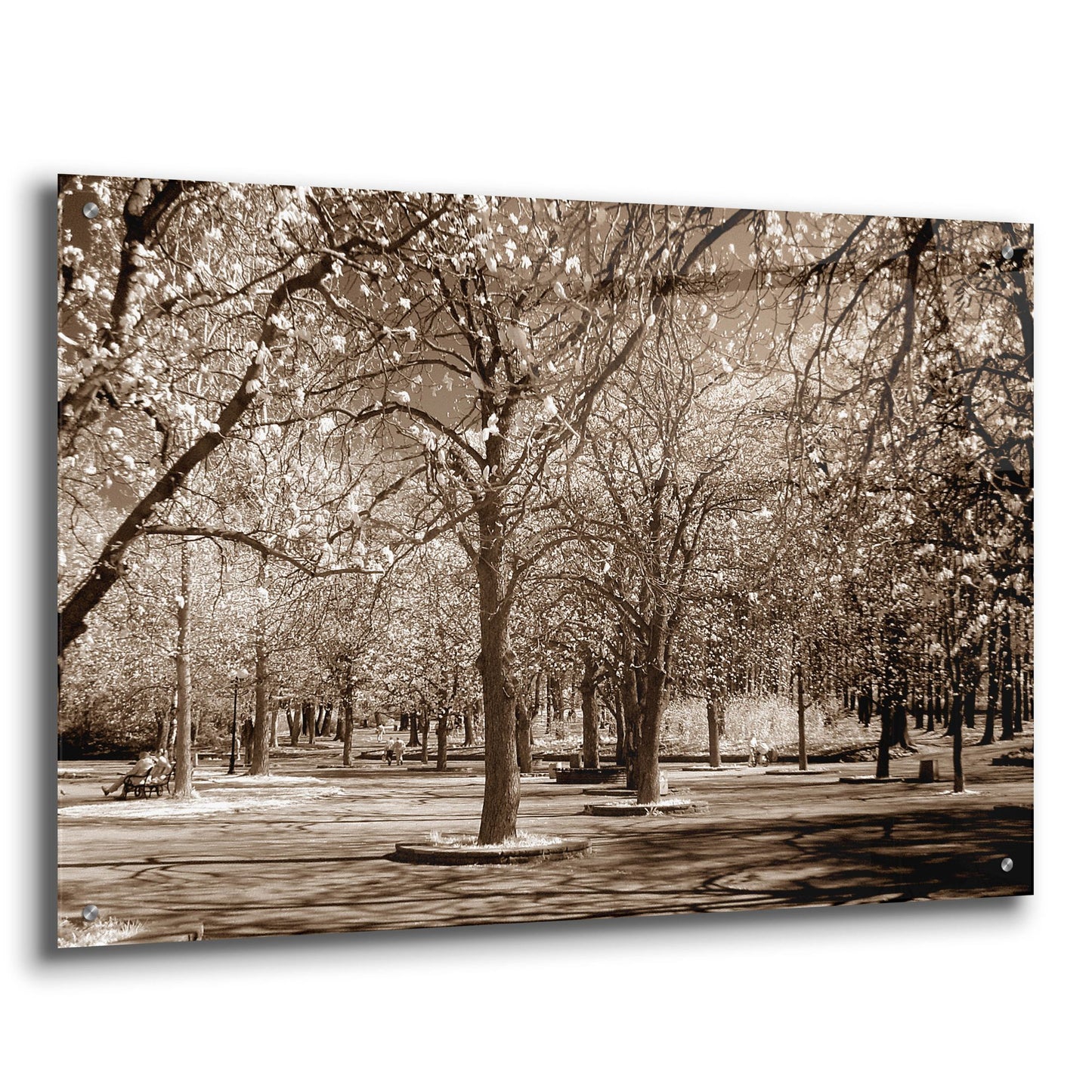 Epic Art 'Cherry Tree Park' by Photoinc Studio, Acrylic Glass Wall Art,36x24