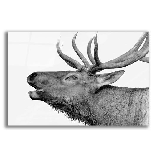 Epic Art 'Deer' by Photoinc Studio, Acrylic Glass Wall Art