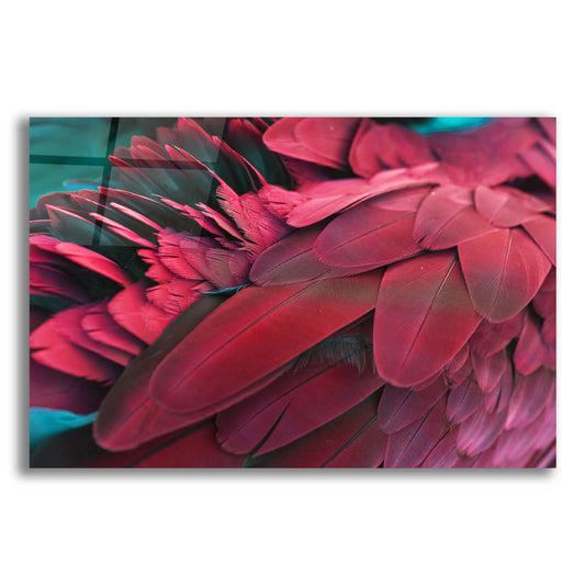 Epic Art 'Feather' by Photoinc Studio, Acrylic Glass Wall Art