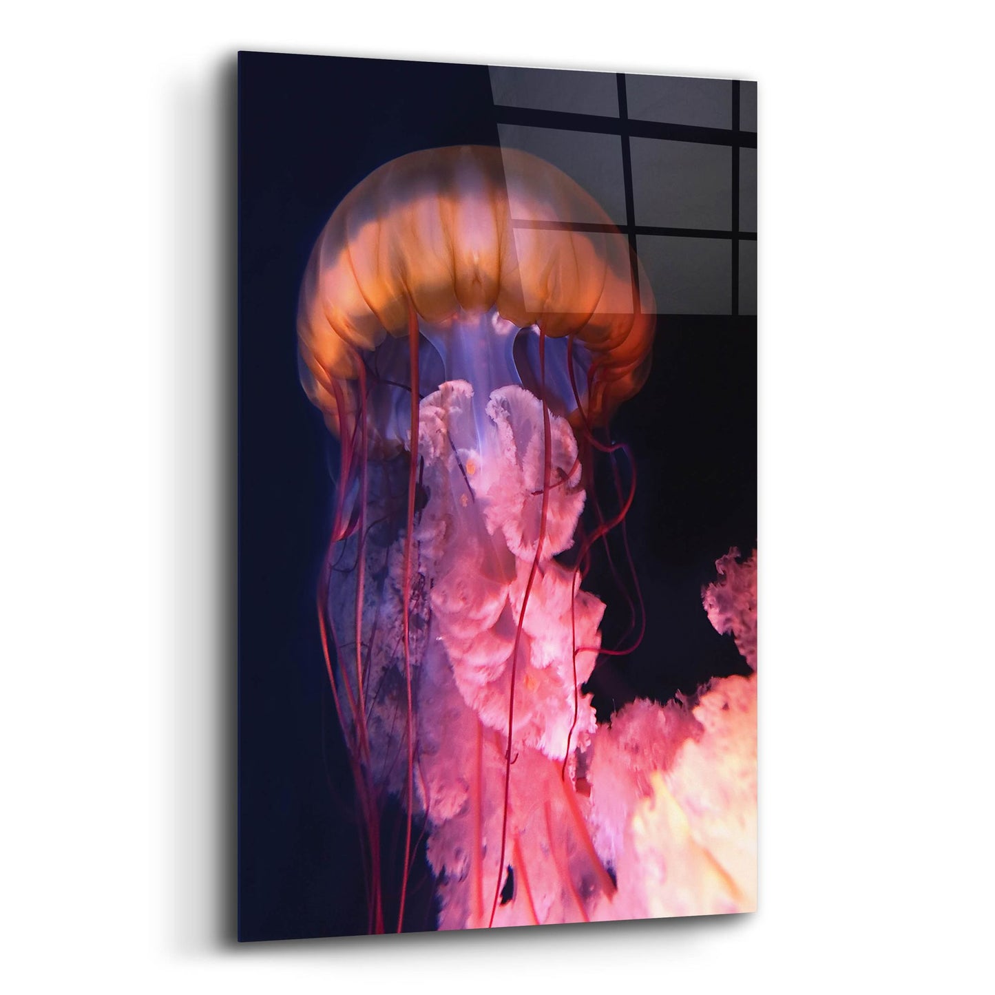 Epic Art 'Gelly' by Photoinc Studio, Acrylic Glass Wall Art,12x16