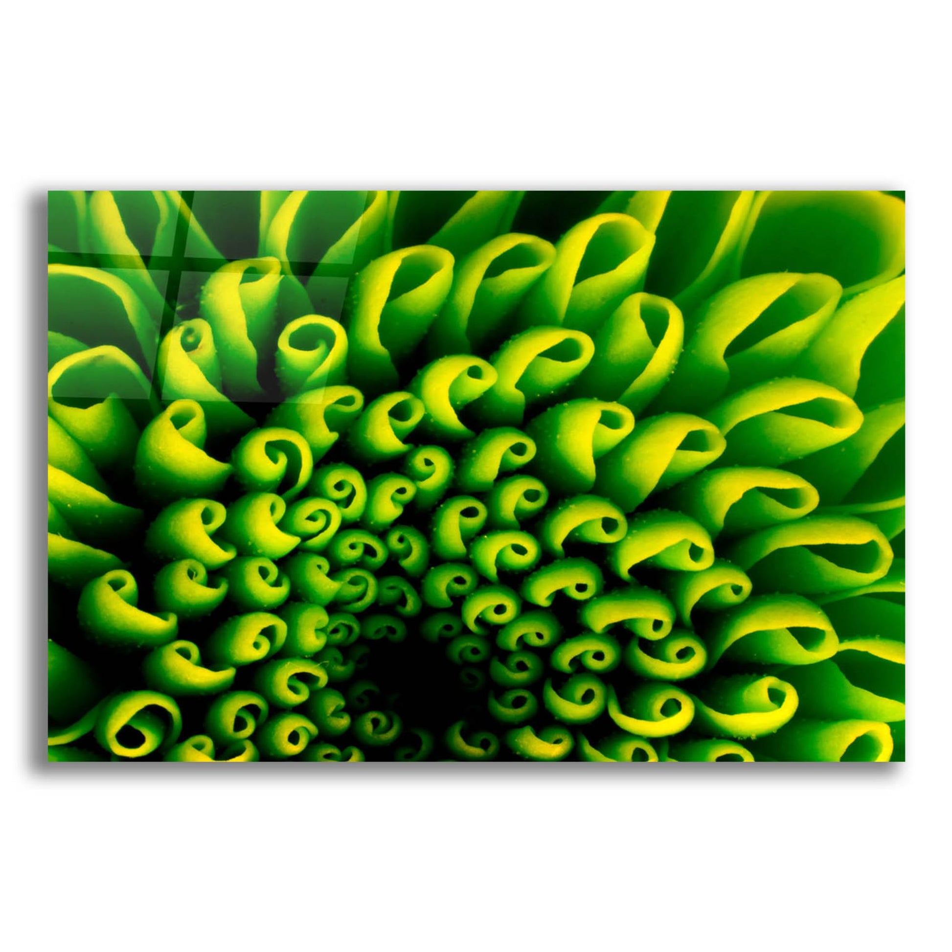 Epic Art 'Green Design 1' by Photoinc Studio, Acrylic Glass Wall Art,24x16