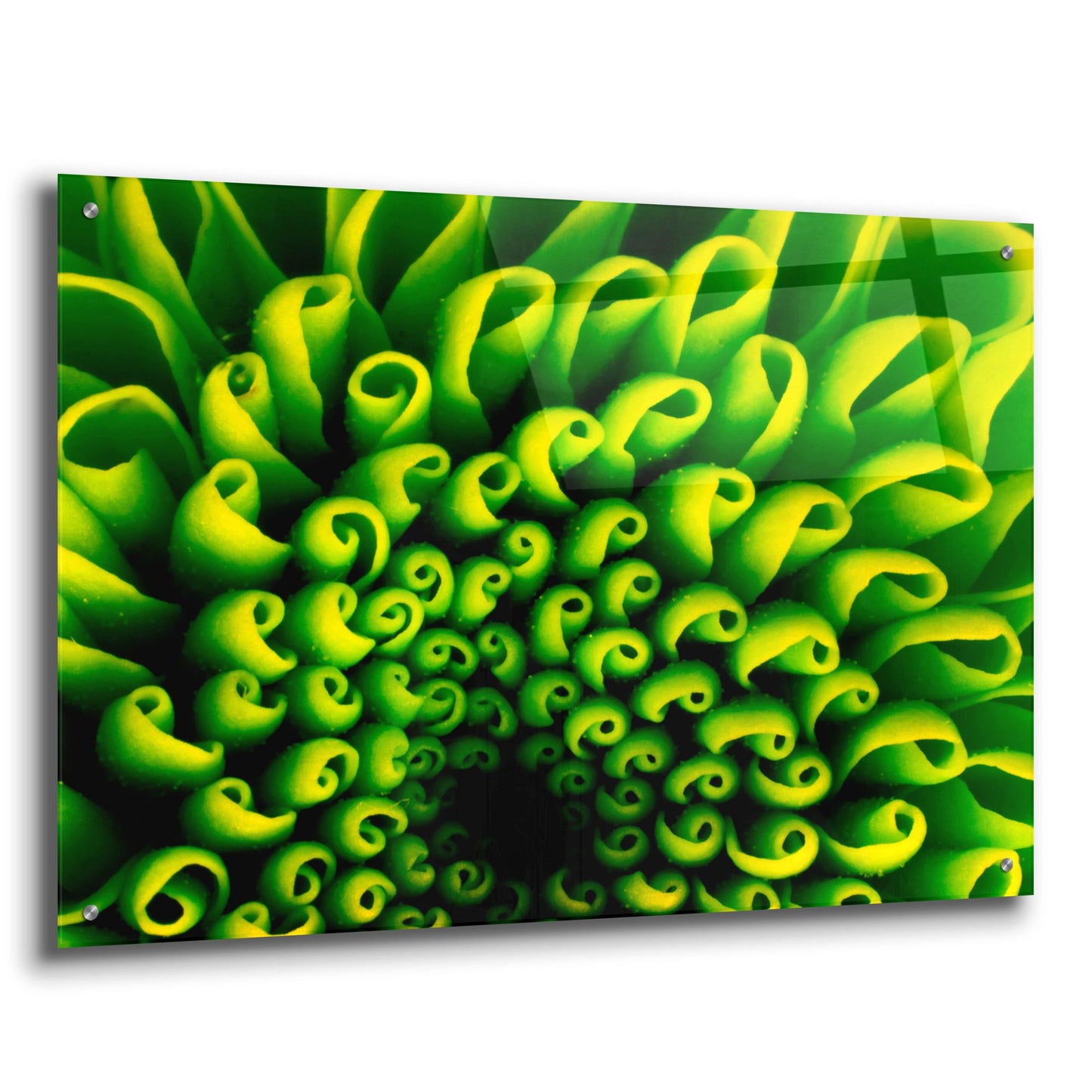 Epic Art 'Green Design 1' by Photoinc Studio, Acrylic Glass Wall Art,36x24