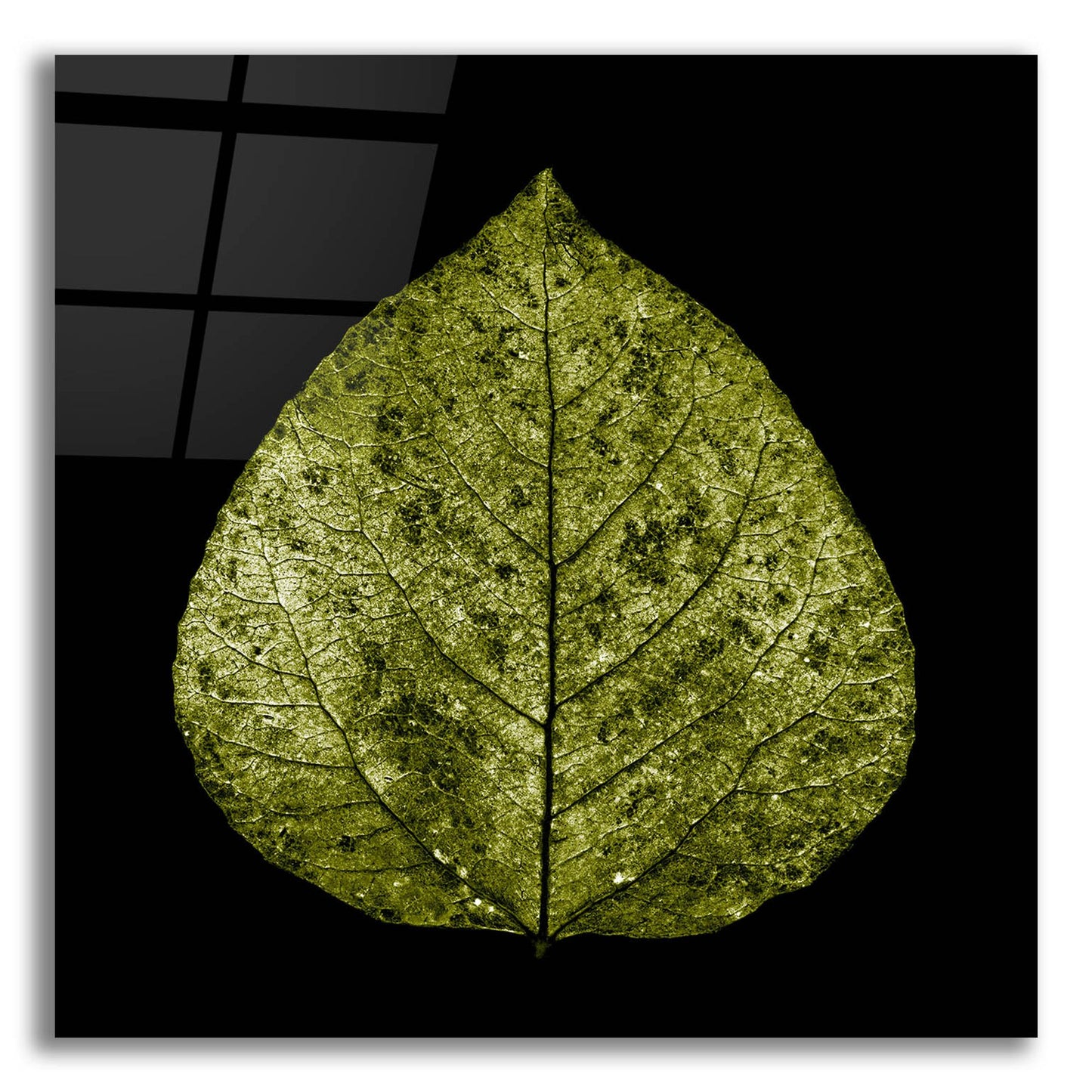 Epic Art 'Green Leaf' by Photoinc Studio, Acrylic Glass Wall Art