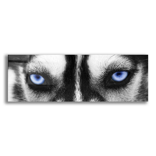 Epic Art 'Husky' by Photoinc Studio, Acrylic Glass Wall Art