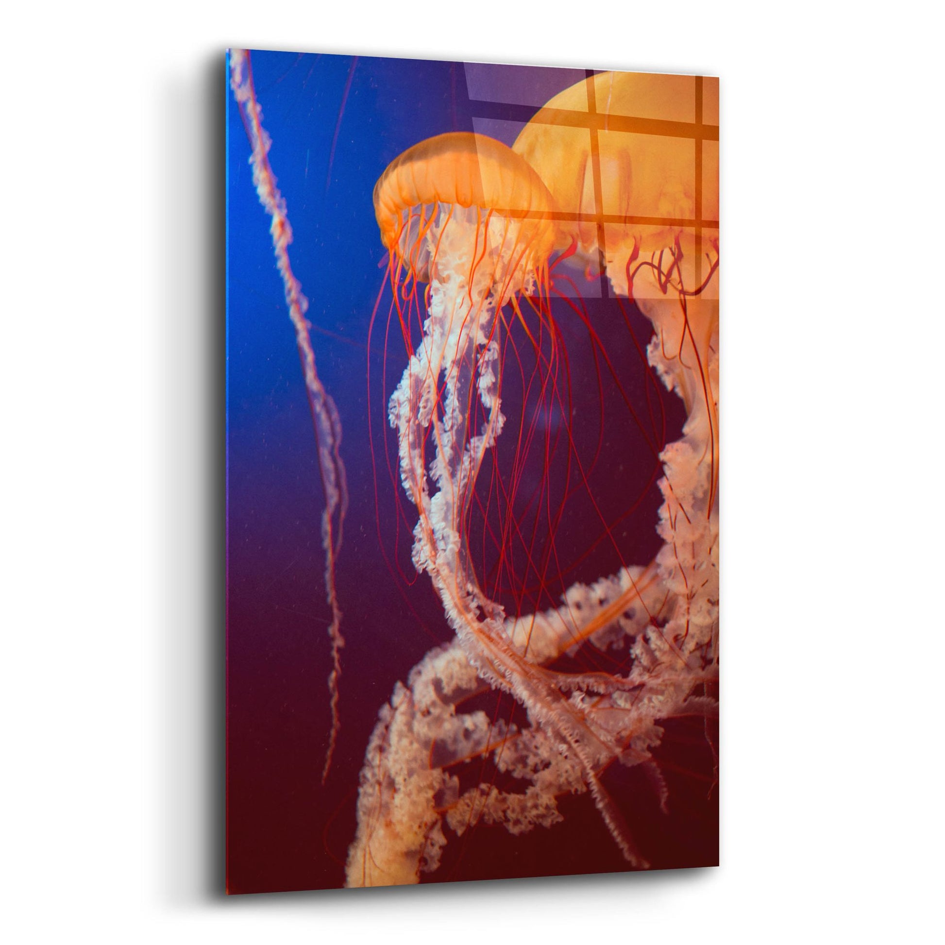 Epic Art 'Jelly 3' by Photoinc Studio, Acrylic Glass Wall Art,12x16