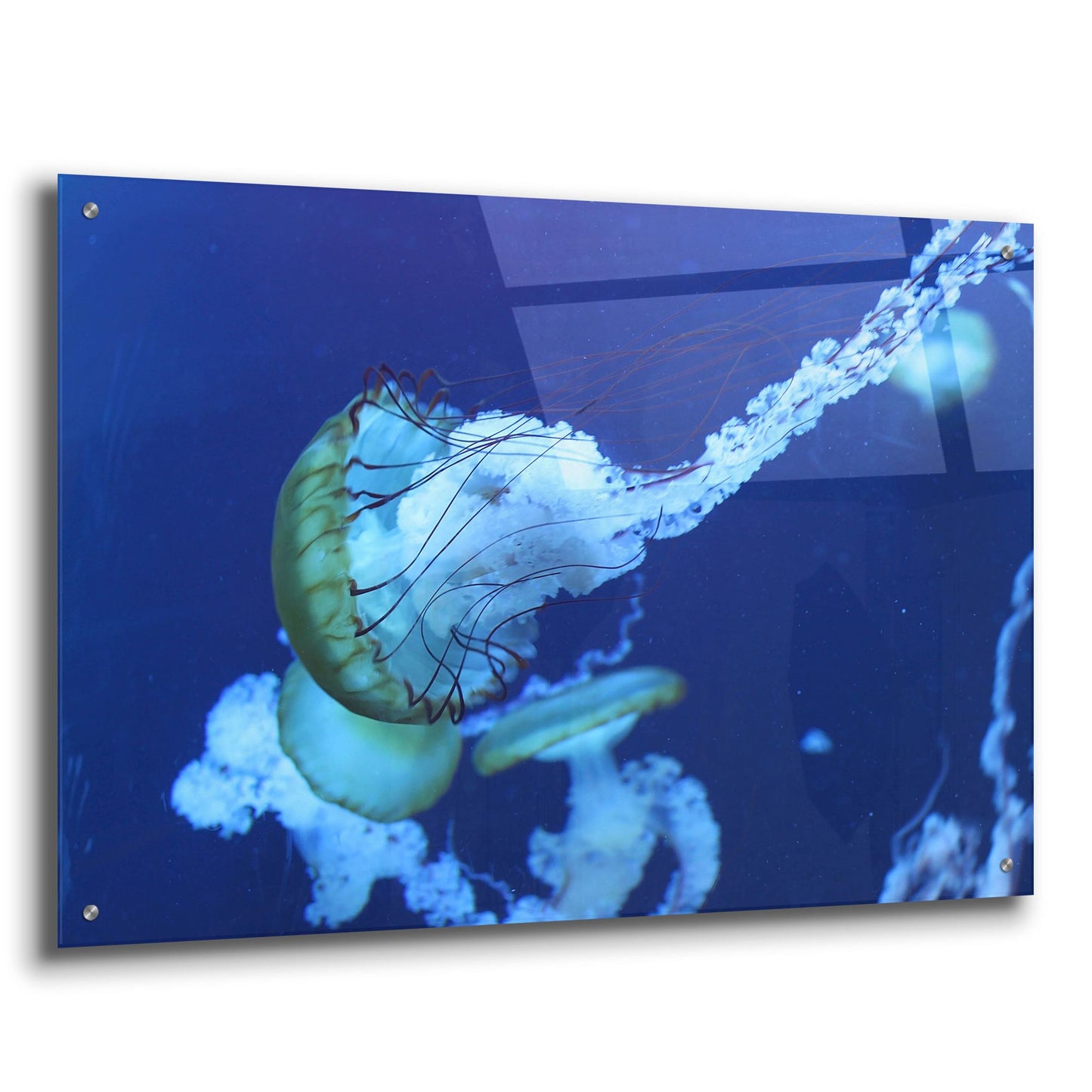 Epic Art 'Jelly' by Photoinc Studio, Acrylic Glass Wall Art,36x24