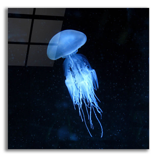 Epic Art 'Luminescent Jellyfish' by Photoinc Studio, Acrylic Glass Wall Art