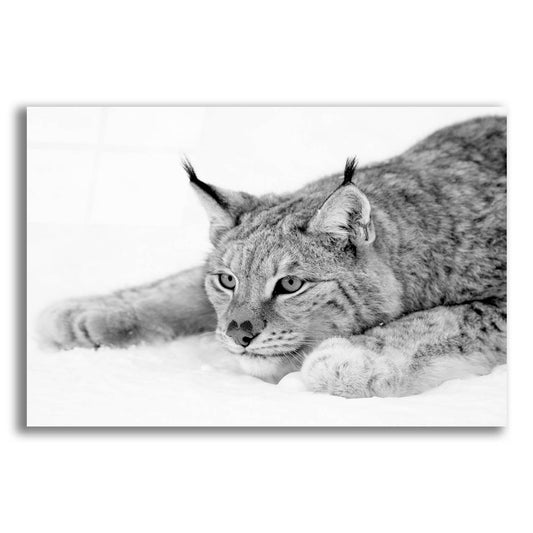 Epic Art 'Lynx 1' by Photoinc Studio, Acrylic Glass Wall Art