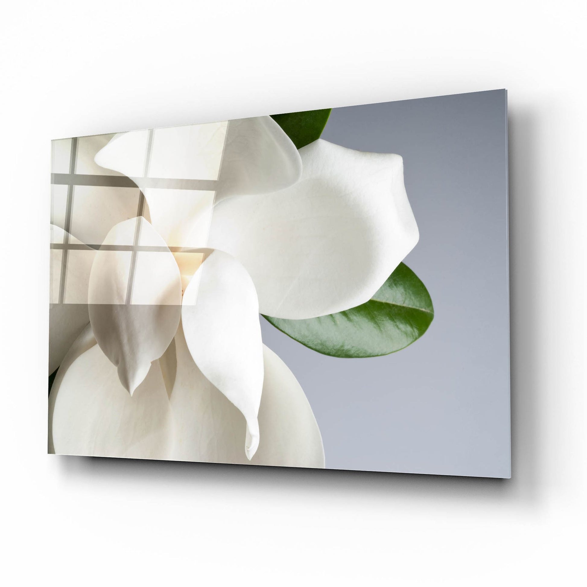 Epic Art 'Magnolia' by Photoinc Studio, Acrylic Glass Wall Art,16x12