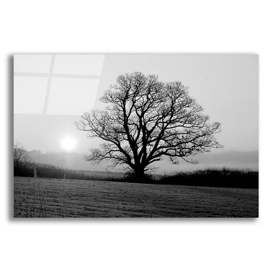 Epic Art 'Meadow Tree' by Photoinc Studio, Acrylic Glass Wall Art