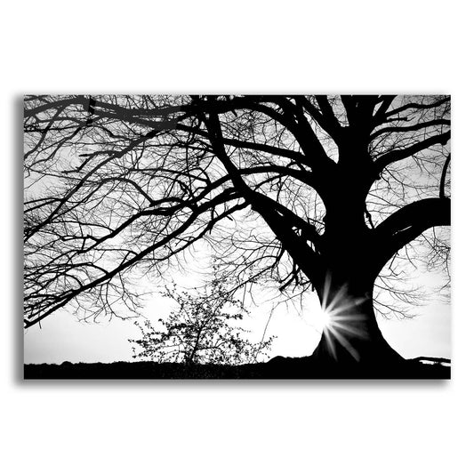 Epic Art 'Oak Silhouette' by Photoinc Studio, Acrylic Glass Wall Art