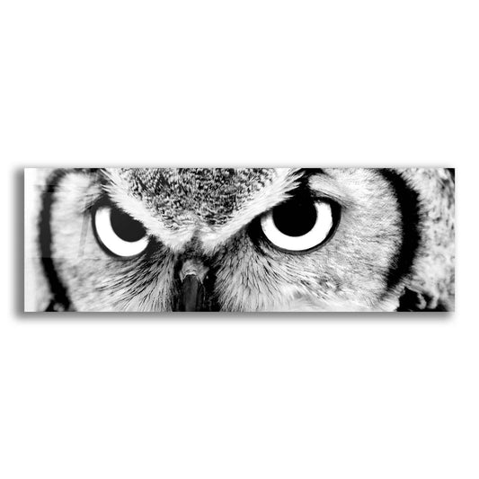 Epic Art 'Owl' by Photoinc Studio, Acrylic Glass Wall Art