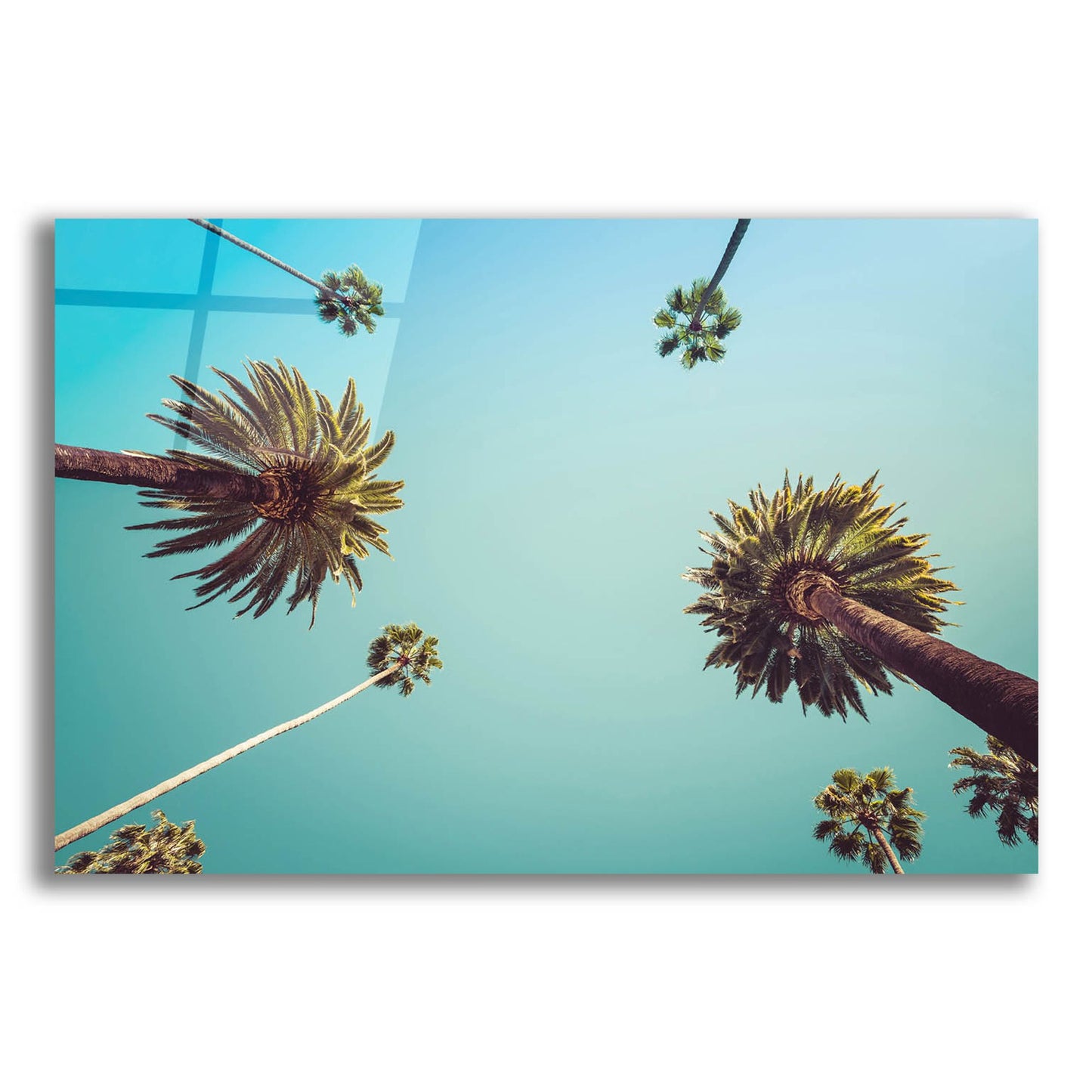 Epic Art 'Palms' by Photoinc Studio, Acrylic Glass Wall Art,24x16