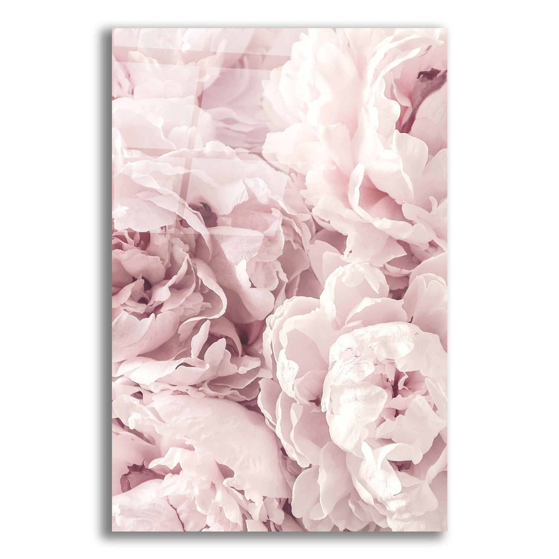 Epic Art 'Peony' by Photoinc Studio, Acrylic Glass Wall Art