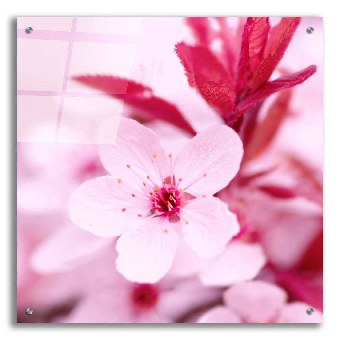 Epic Art 'Pink Blossom 1' by Photoinc Studio, Acrylic Glass Wall Art