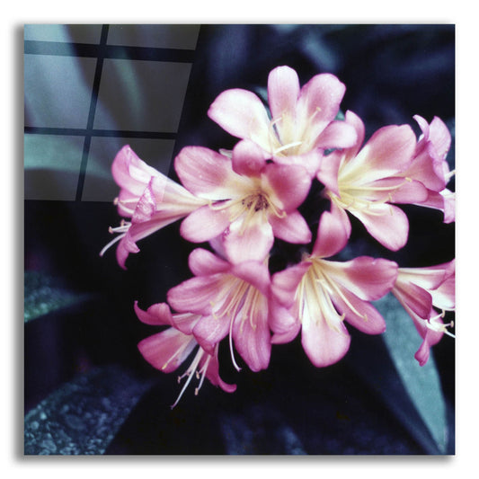 Epic Art 'Pink Blossom 2' by Photoinc Studio, Acrylic Glass Wall Art