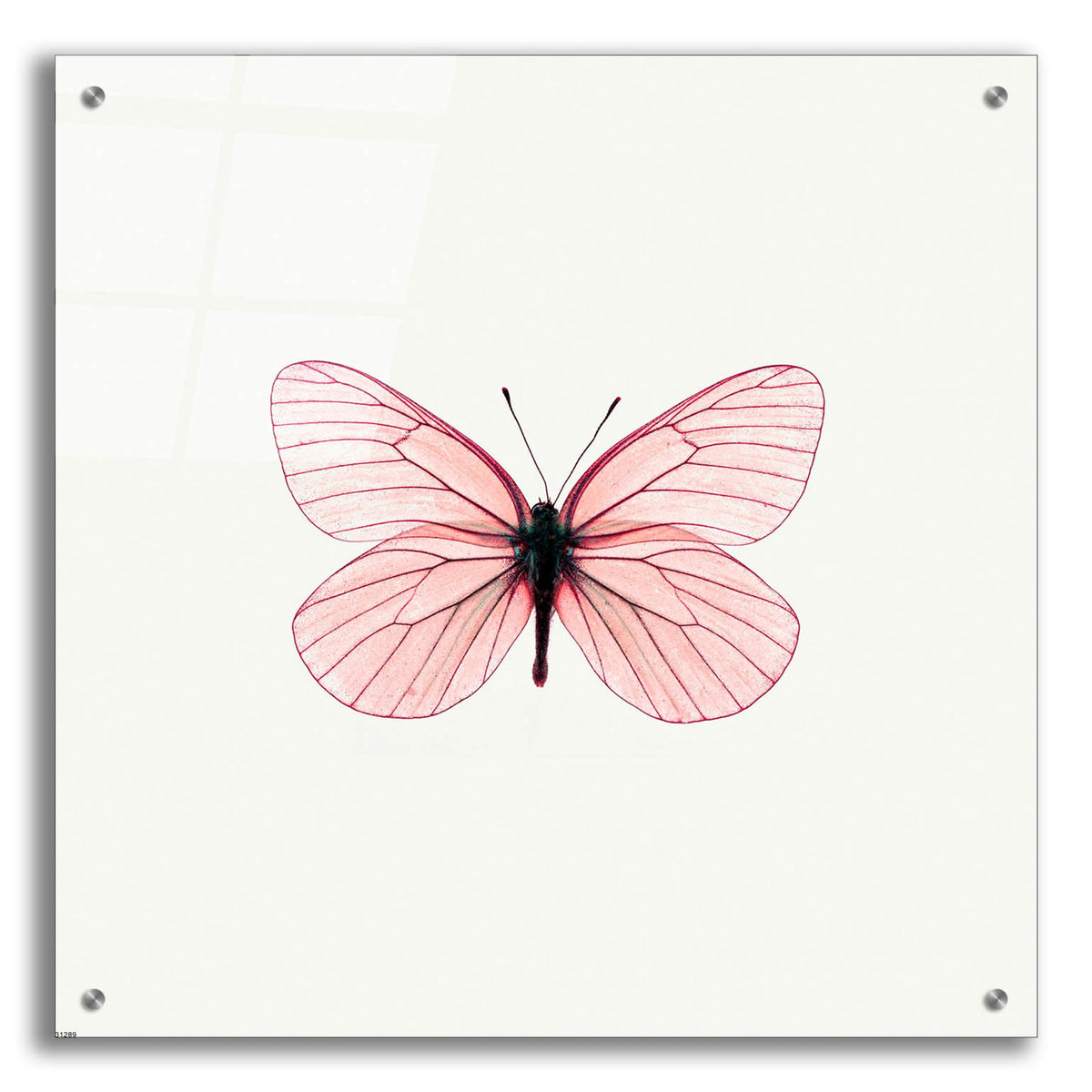 Epic Art 'Pink Butterfly' by Photoinc Studio, Acrylic Glass Wall Art