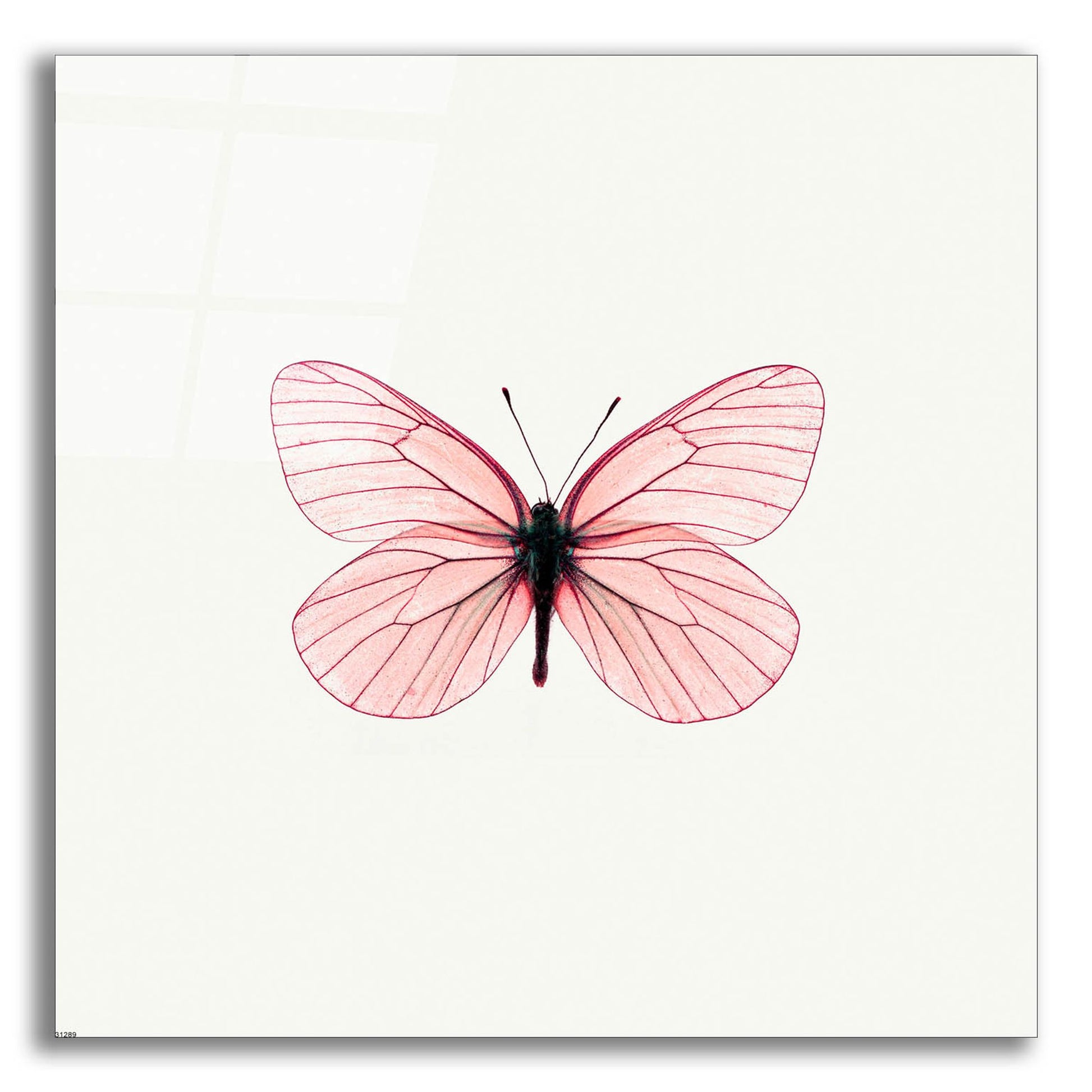 Epic Art 'Pink Butterfly' by Photoinc Studio, Acrylic Glass Wall Art