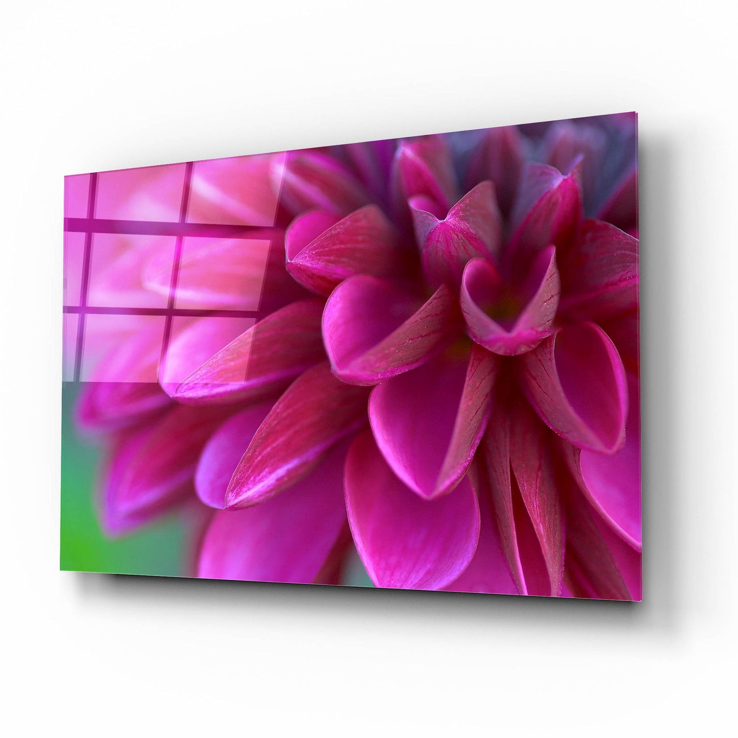 Epic Art 'Pink Chrysanthemum' by Photoinc Studio, Acrylic Glass Wall Art,16x12