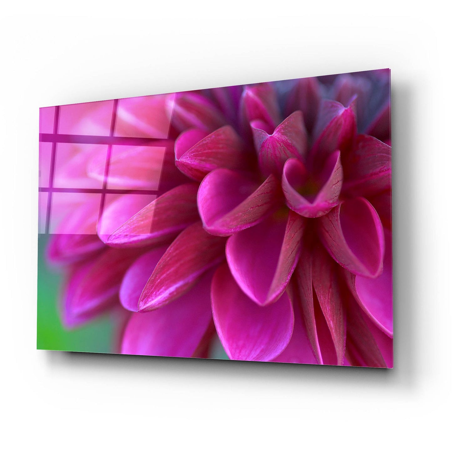 Epic Art 'Pink Chrysanthemum' by Photoinc Studio, Acrylic Glass Wall Art,24x16