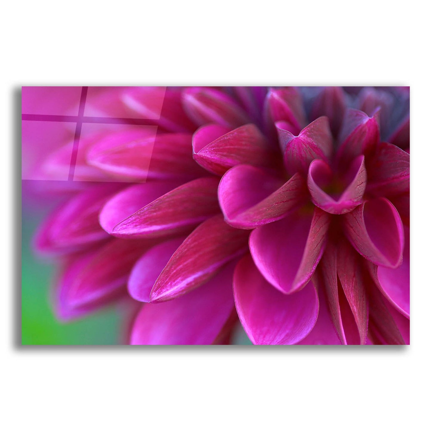 Epic Art 'Pink Chrysanthemum' by Photoinc Studio, Acrylic Glass Wall Art,24x16