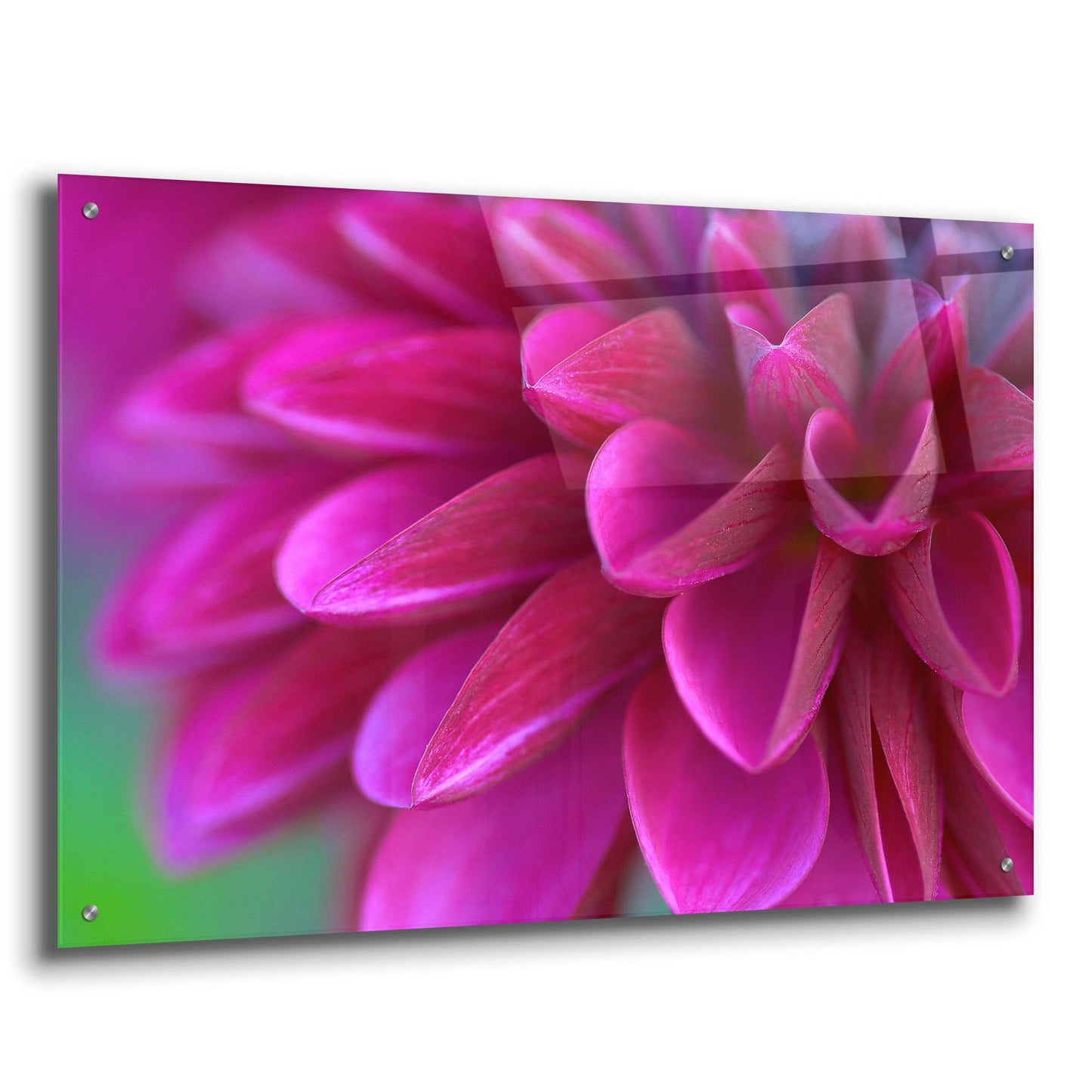 Epic Art 'Pink Chrysanthemum' by Photoinc Studio, Acrylic Glass Wall Art,36x24