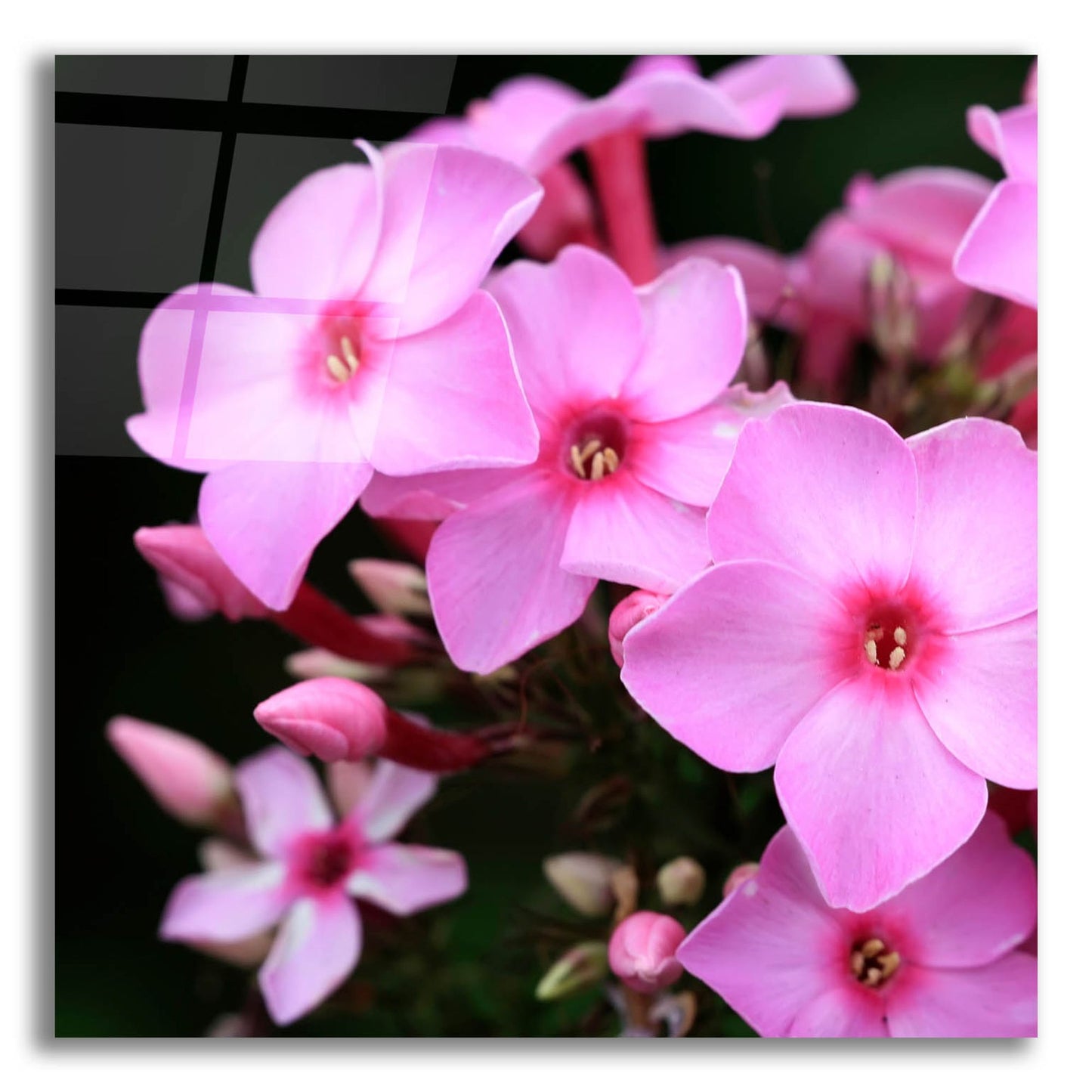 Epic Art 'Pink Flowers 1' by Photoinc Studio, Acrylic Glass Wall Art