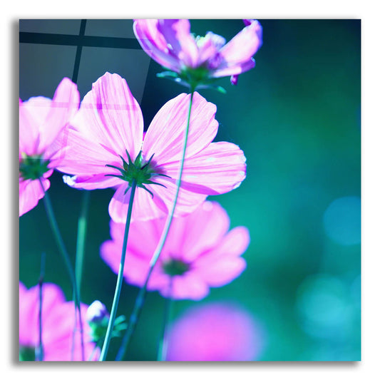 Epic Art 'Pink Flowers 2' by Photoinc Studio, Acrylic Glass Wall Art