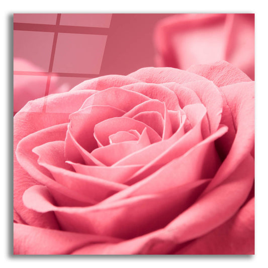 Epic Art 'Pink Rose 1' by Photoinc Studio, Acrylic Glass Wall Art