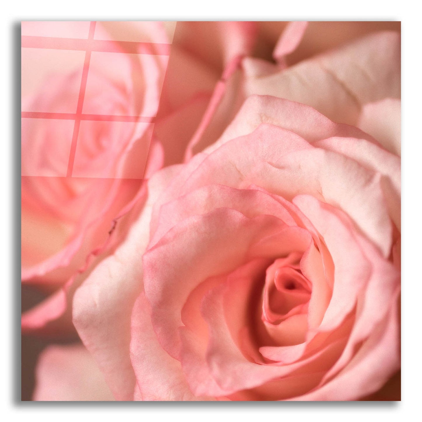 Epic Art 'Pink Rose 2' by Photoinc Studio, Acrylic Glass Wall Art