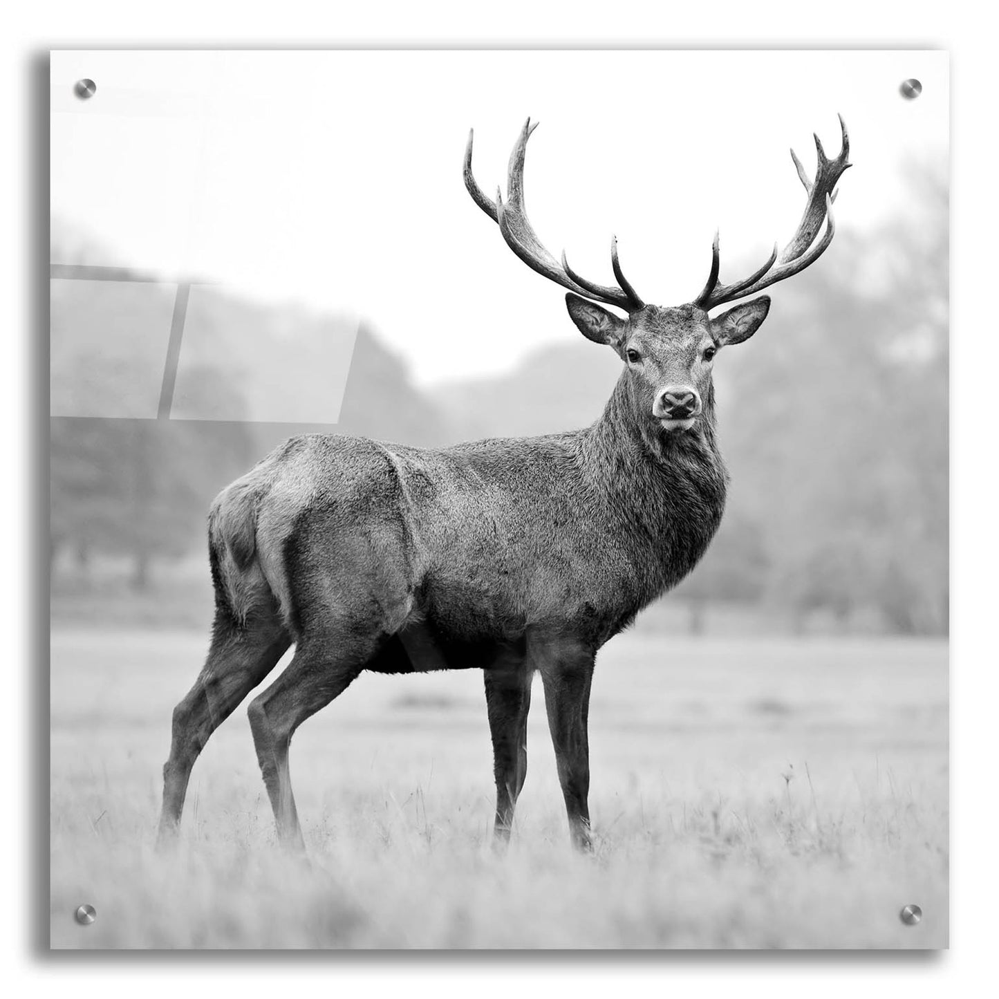 Epic Art 'Proud Deer' by Photoinc Studio, Acrylic Glass Wall Art