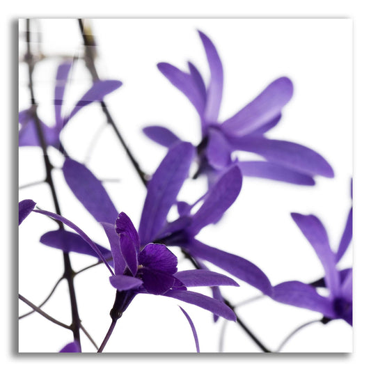 Epic Art 'Purple Blossom 1' by Photoinc Studio, Acrylic Glass Wall Art