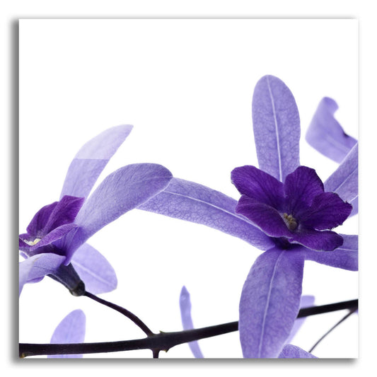 Epic Art 'Purple Blossom 2' by Photoinc Studio, Acrylic Glass Wall Art