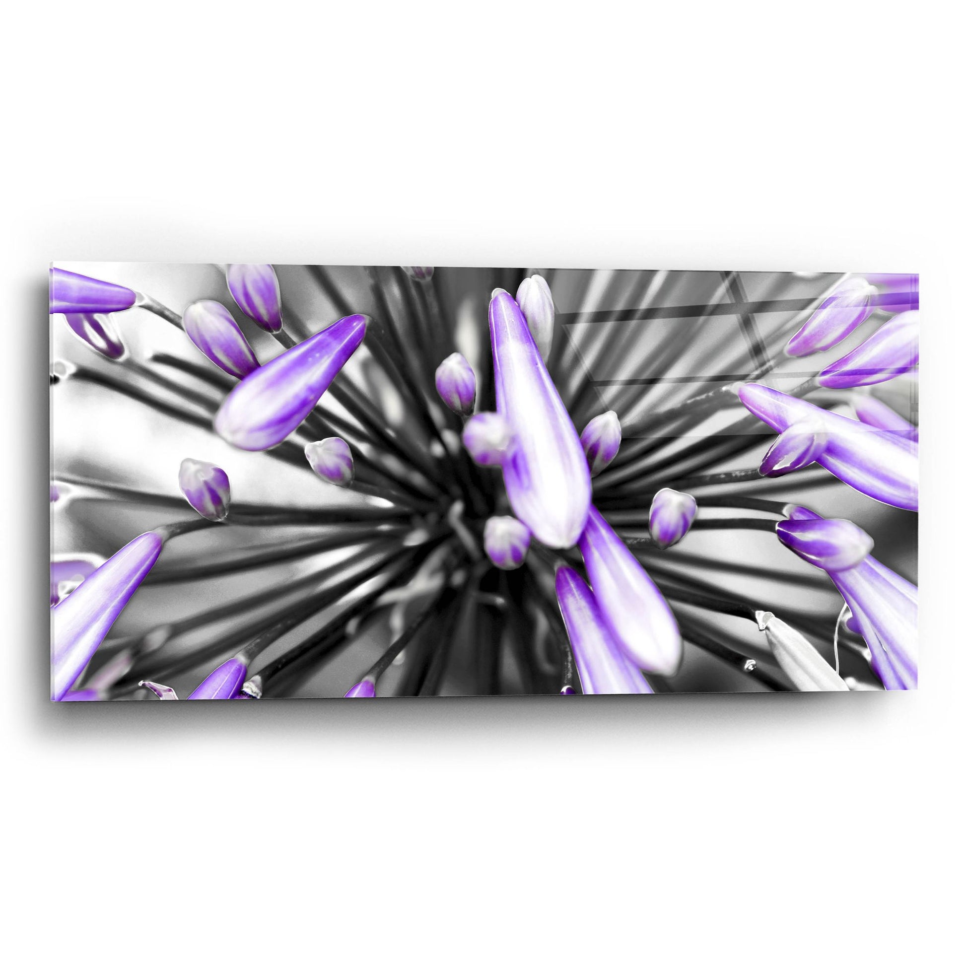 Epic Art 'Purple Flower' by Photoinc Studio, Acrylic Glass Wall Art,24x12