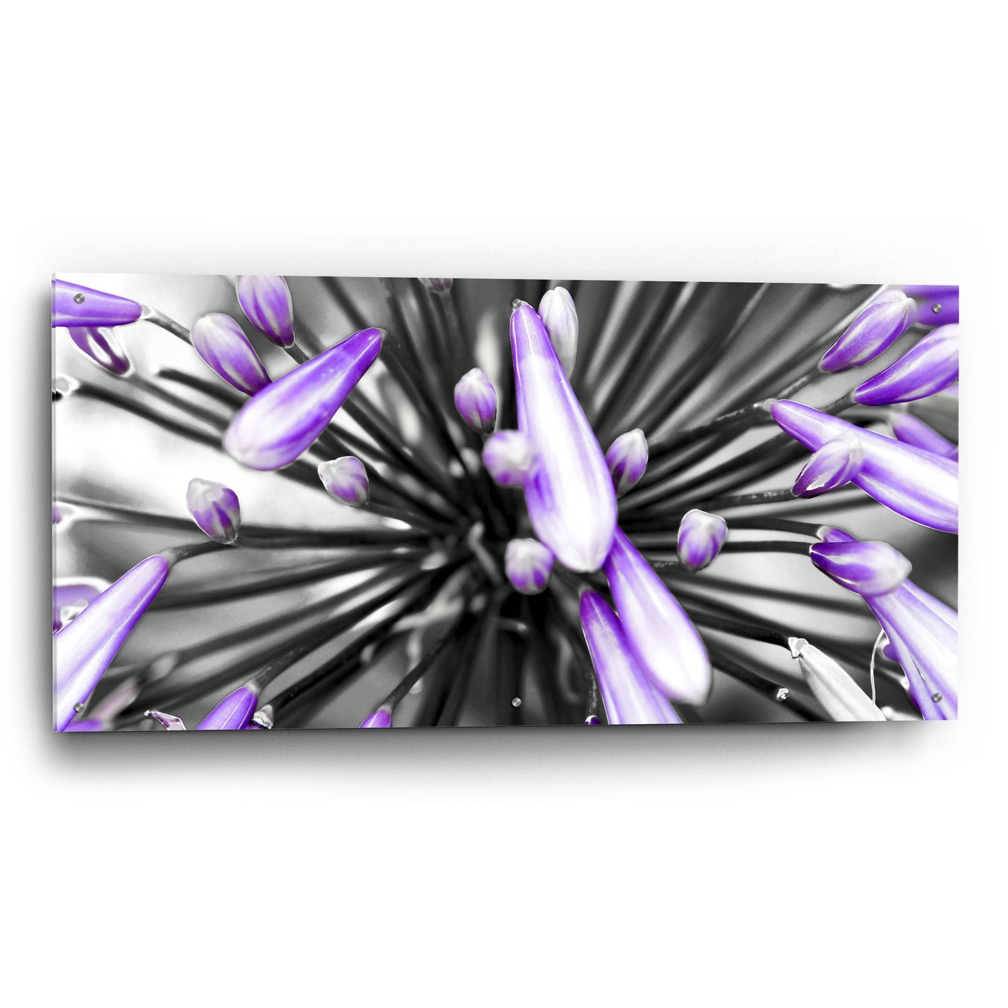 Epic Art 'Purple Flower' by Photoinc Studio, Acrylic Glass Wall Art,48x24