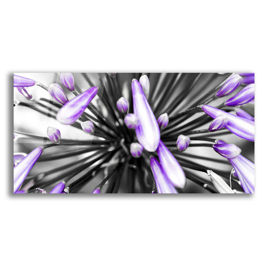 Epic Art 'Purple Flower' by Photoinc Studio, Acrylic Glass Wall Art