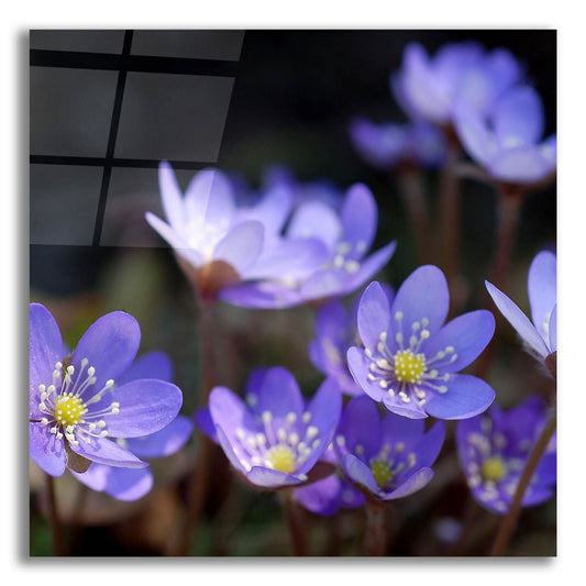 Epic Art 'Purple Flowers 1' by Photoinc Studio, Acrylic Glass Wall Art