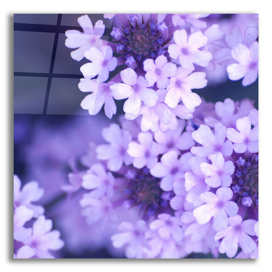 Epic Art 'Purple Flowers 2' by Photoinc Studio, Acrylic Glass Wall Art