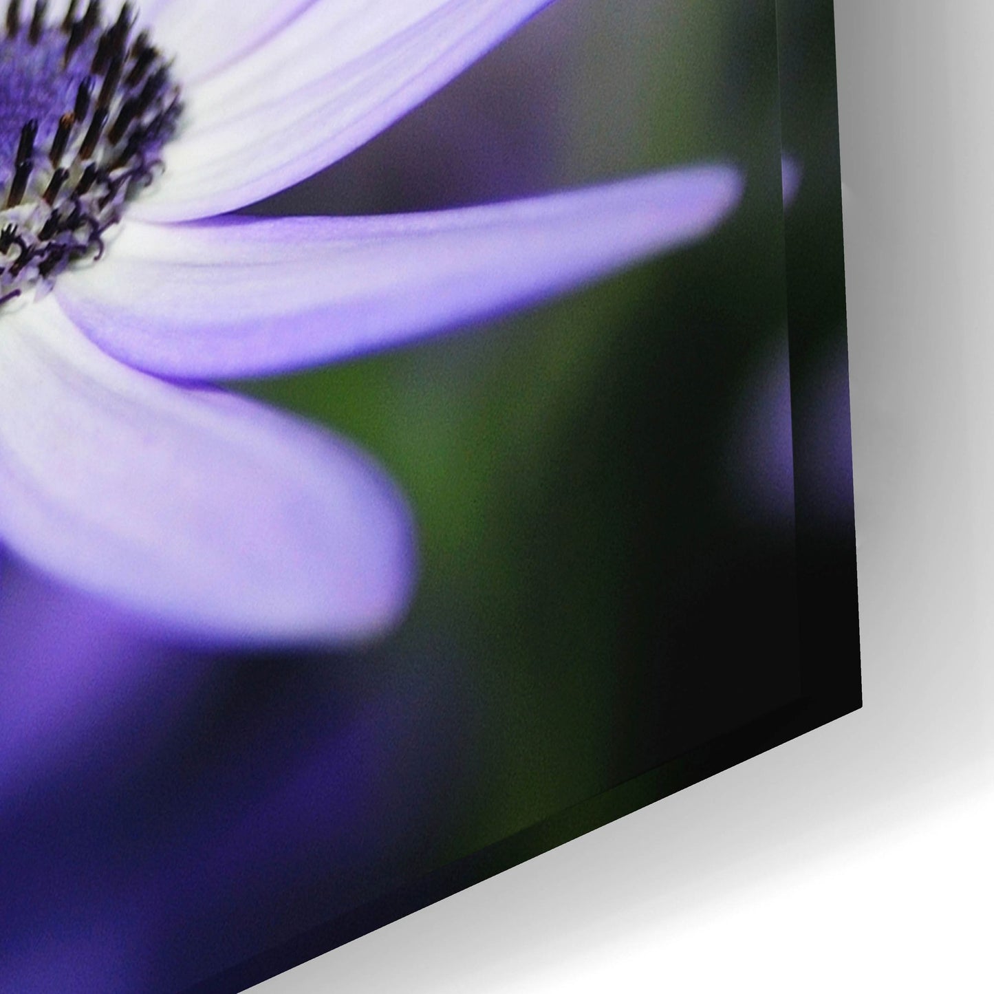 Epic Art 'Purple Flowers 3' by Photoinc Studio, Acrylic Glass Wall Art,24x16