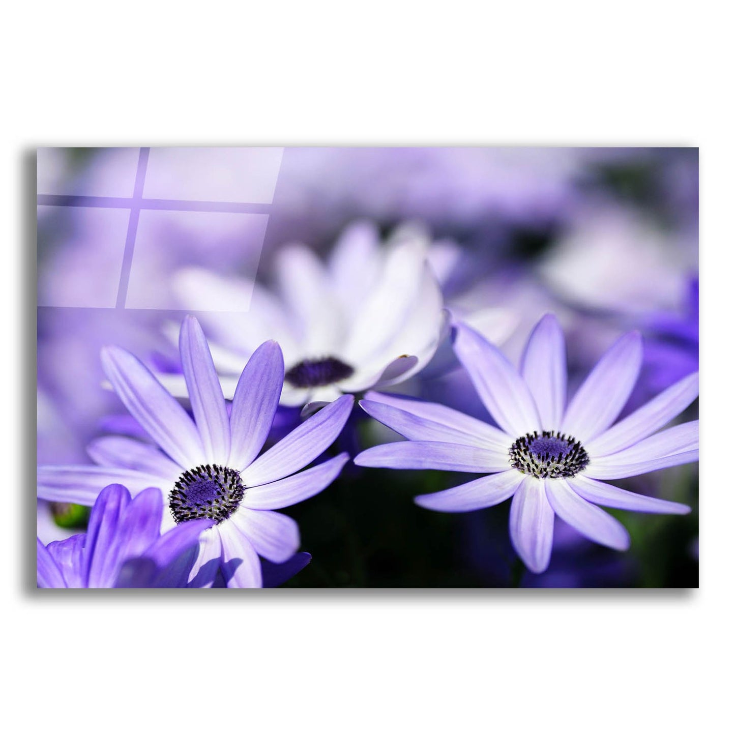 Epic Art 'Purple Flowers 3' by Photoinc Studio, Acrylic Glass Wall Art,24x16