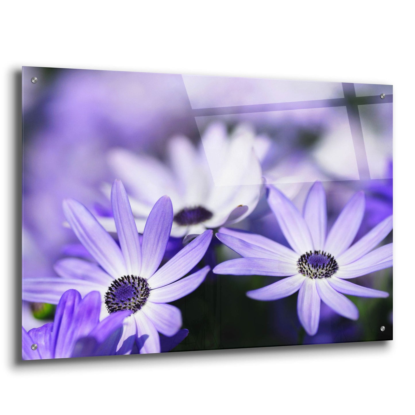 Epic Art 'Purple Flowers 3' by Photoinc Studio, Acrylic Glass Wall Art,36x24