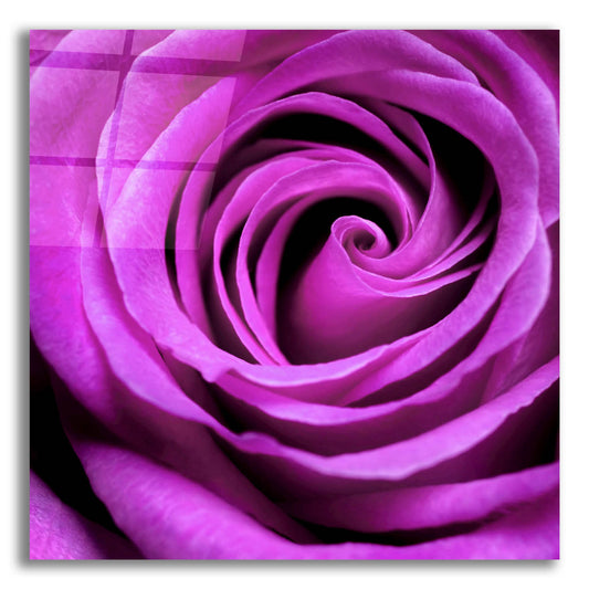 Epic Art 'Purple Rose' by Photoinc Studio, Acrylic Glass Wall Art