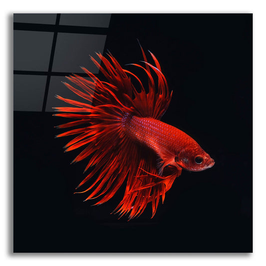 Epic Art 'Red Betta Fish' by Photoinc Studio, Acrylic Glass Wall Art