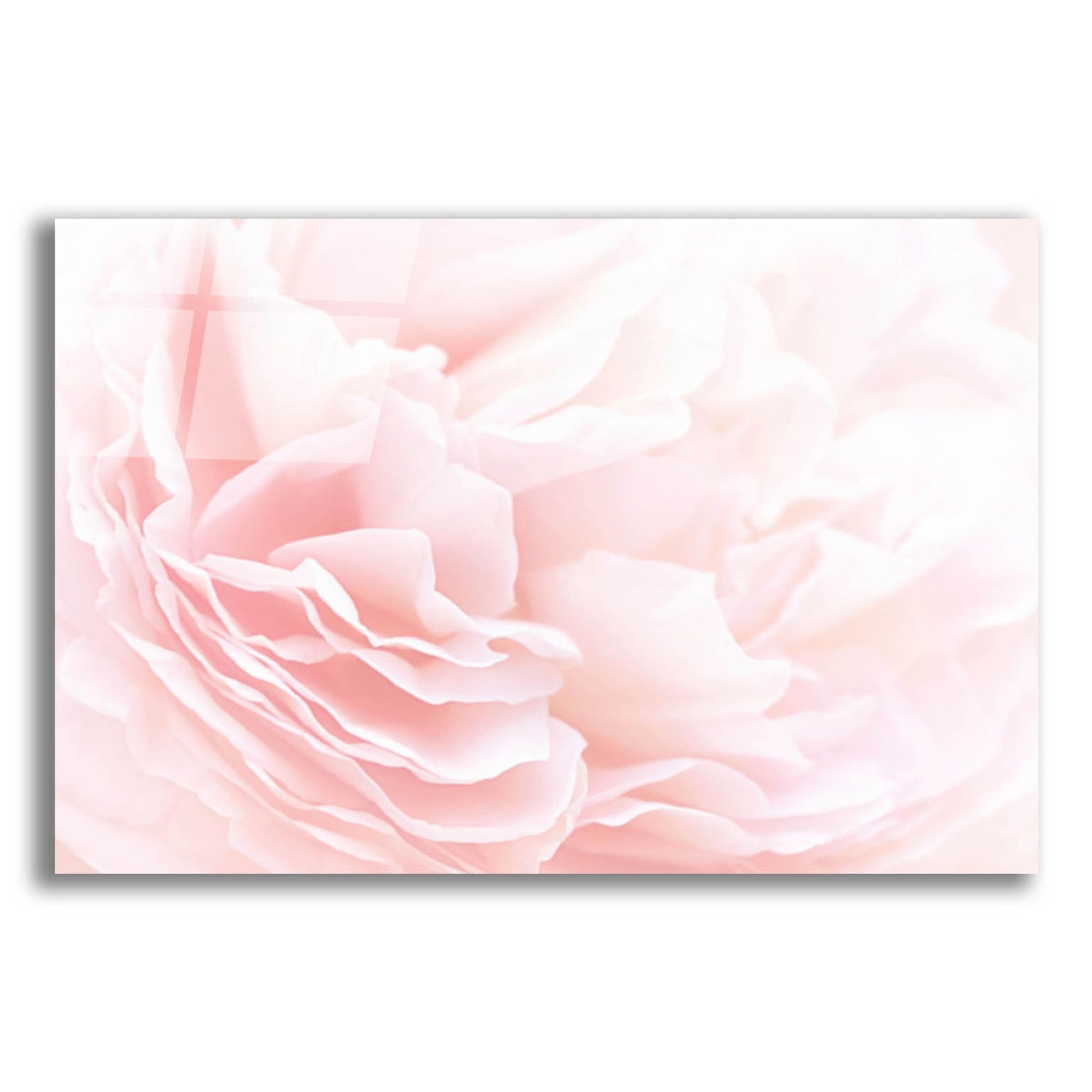 Epic Art 'Rose 2' by Photoinc Studio, Acrylic Glass Wall Art