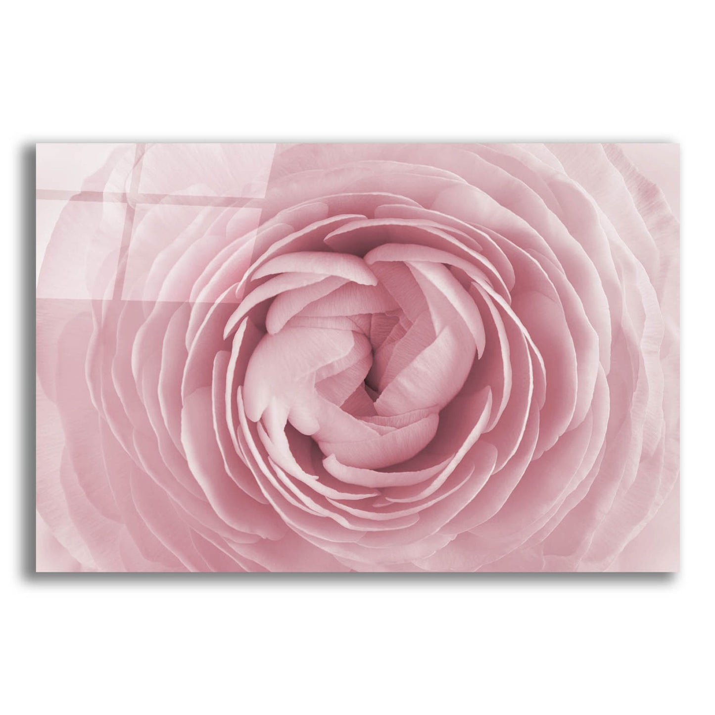 Epic Art 'Rose' by Photoinc Studio, Acrylic Glass Wall Art