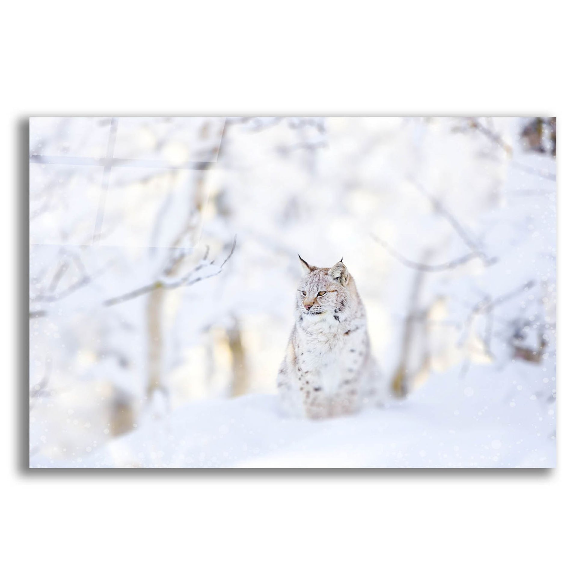 Epic Art 'Snow Lynx' by Photoinc Studio, Acrylic Glass Wall Art