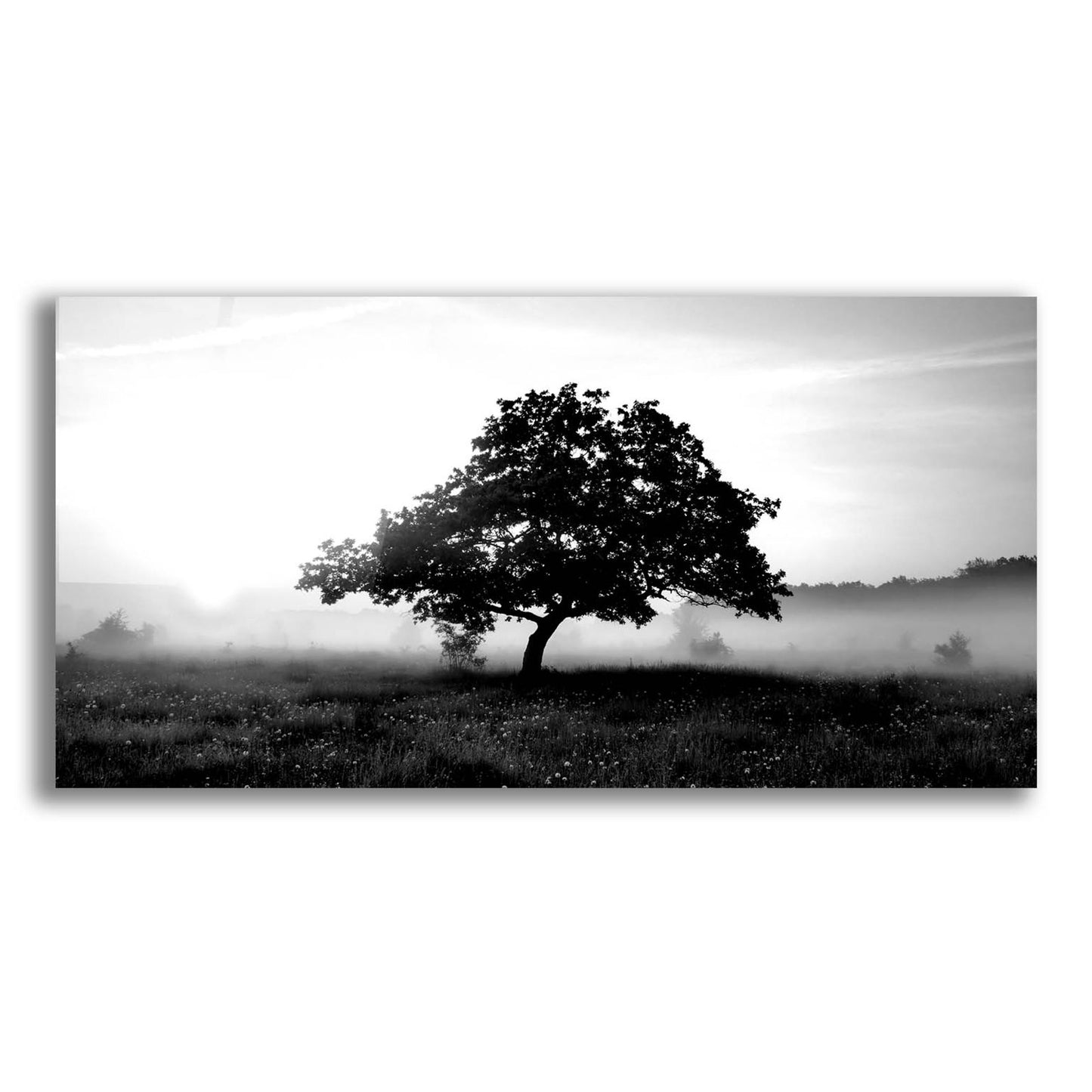 Epic Art 'Solemn Tree' by Photoinc Studio, Acrylic Glass Wall Art