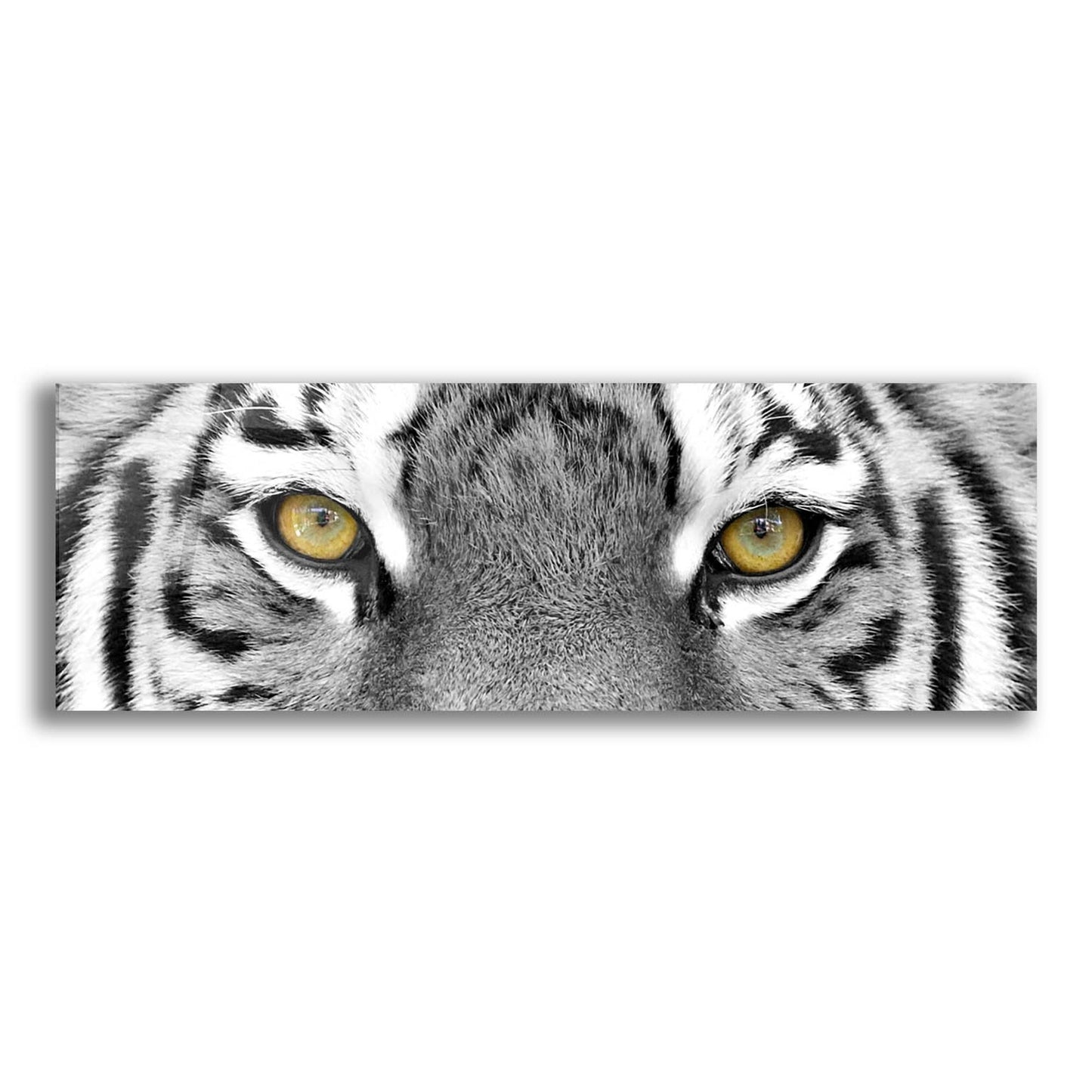 Epic Art 'Tiger' by Photoinc Studio, Acrylic Glass Wall Art