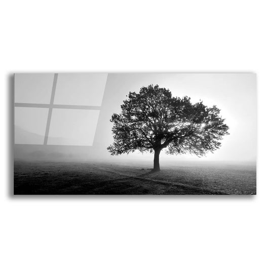 Epic Art 'Tree In Mist' by Photoinc Studio, Acrylic Glass Wall Art